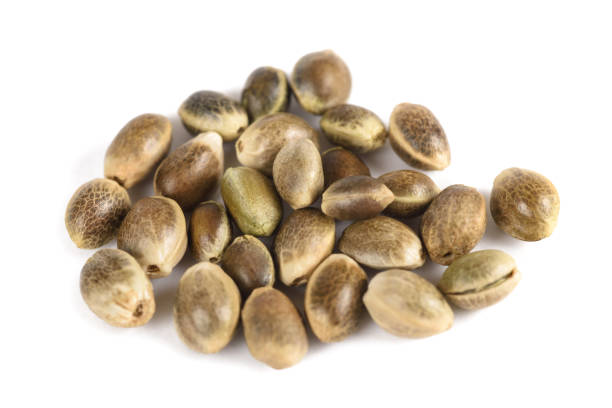 Natural Hemp Seeds